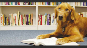 Photo of Dog Wearing Glasses reading a book