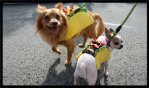 Image of two dogs dressed as Tacos
